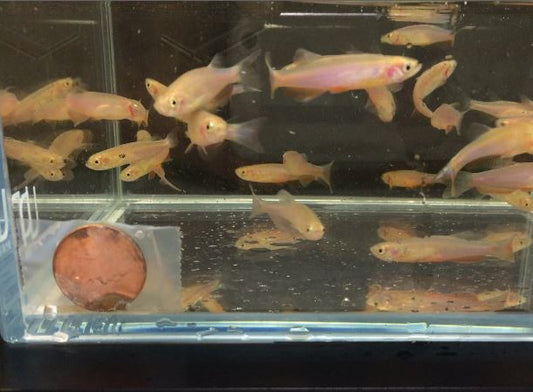 Danio Rose