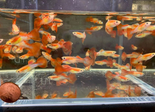 Japanese Red Tail Guppy Males