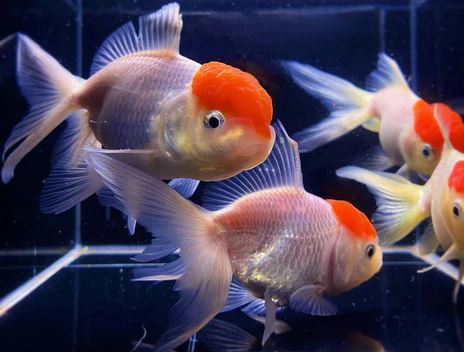 Red Cap Oranda Goldfish - 3.75"