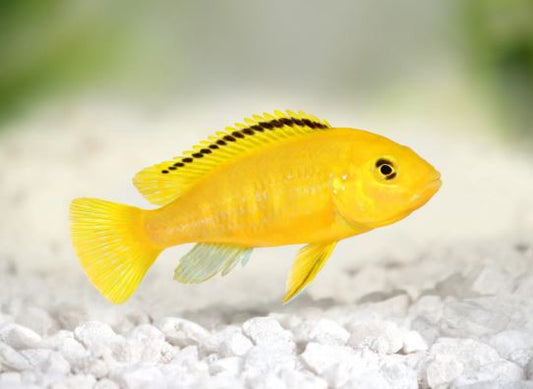 Electric Yellow 1.25"
