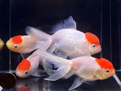Red Cap Oranda Goldfish - 3.75"
