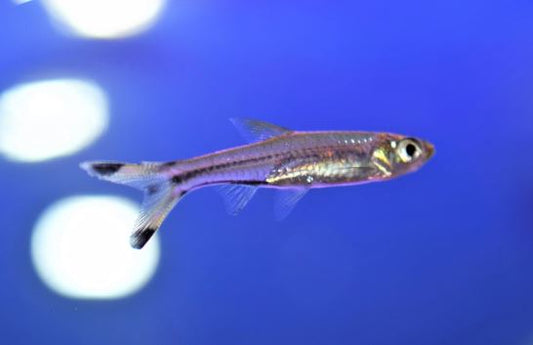 Scissortail Rasbora