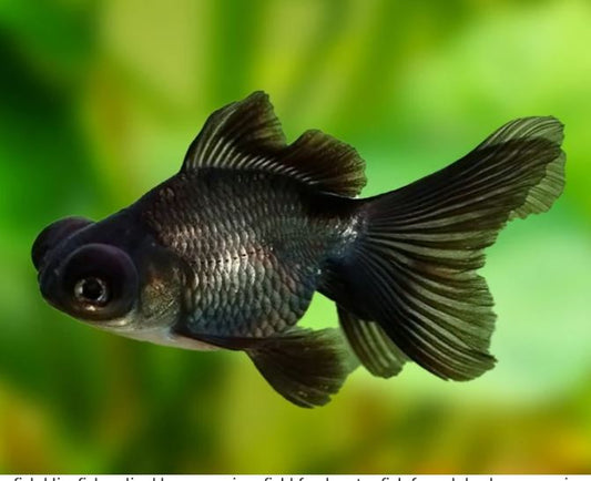 Black Moor Goldfish - 3"