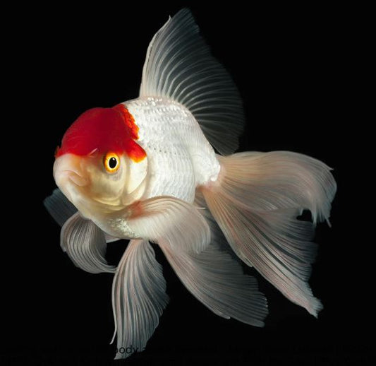 Red Cap Oranda Goldfish - 3.75"