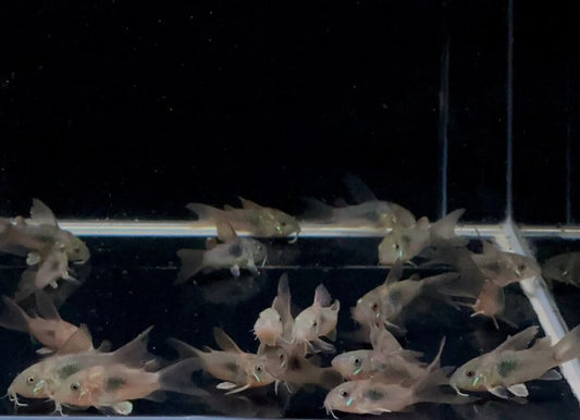 Hifin Aeneus Cory
