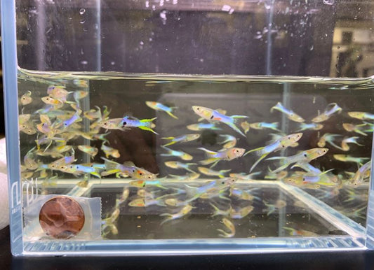 Japanese Lyretail Guppy Males