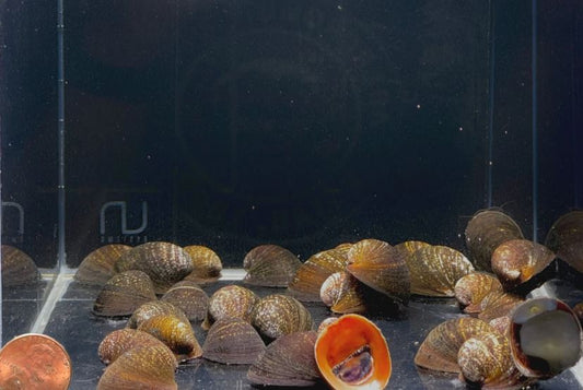 Red Lip Nerite Snail