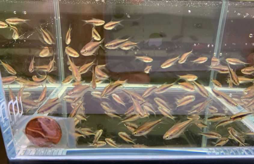 Emperor Tetra
