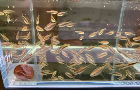 Emperor Tetra