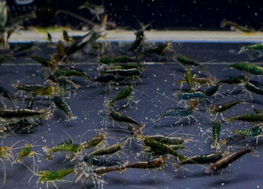Green Jade Shrimp