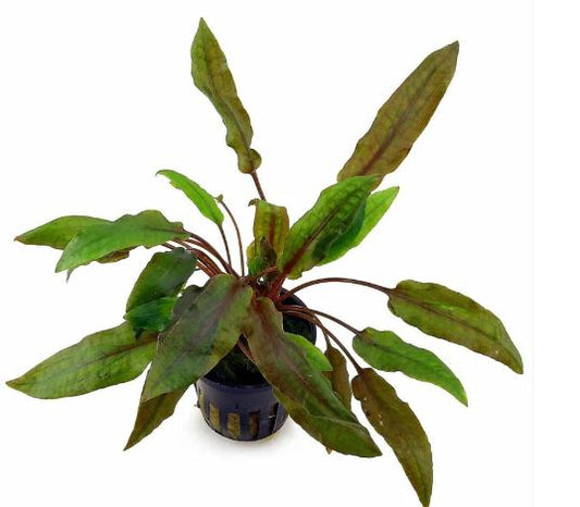 Cryptocoryne affinis Red Pot Live Aquarium Plants