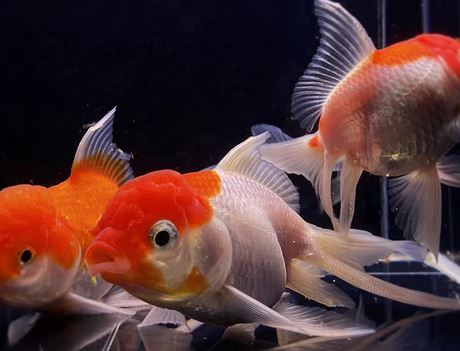 Red & White Oranda Goldfish - 3.75"