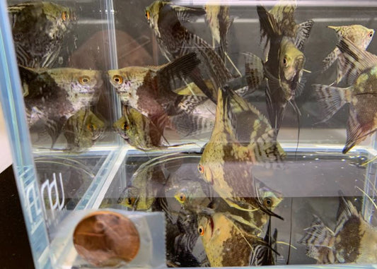 Leopard Angelfish