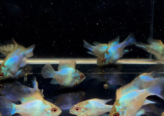 Electric Blue Balloon Ram
