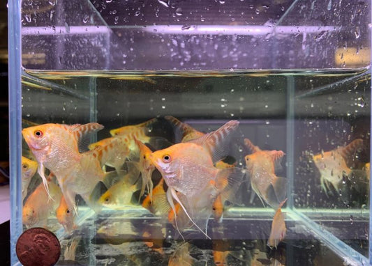 Red Head Diamond Angelfish M