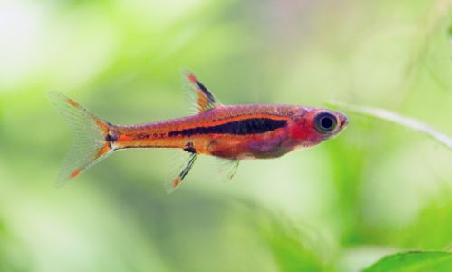 Chili Rasbora