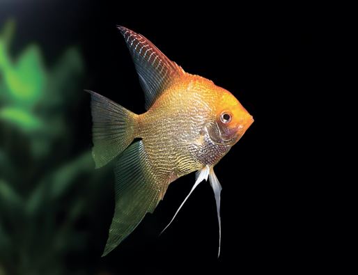 Red Head Diamond Angelfish M