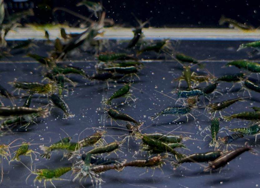 Green Jade Shrimp