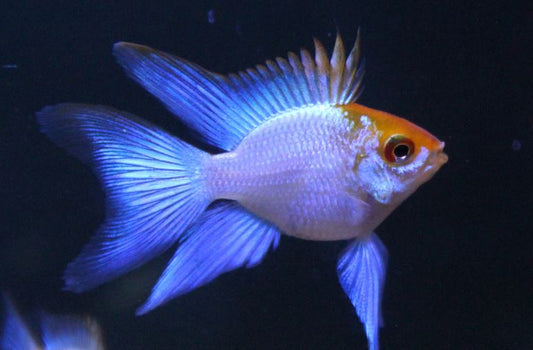 Electric Blue Balloon Ram
