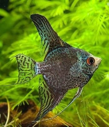 Leopard Angelfish