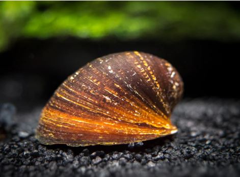 Red Lip Nerite Snail