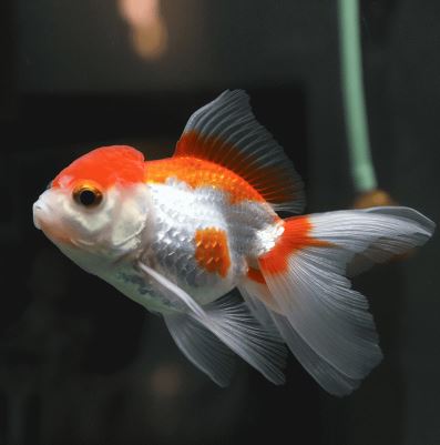 Red & White Oranda Goldfish - 3.75"