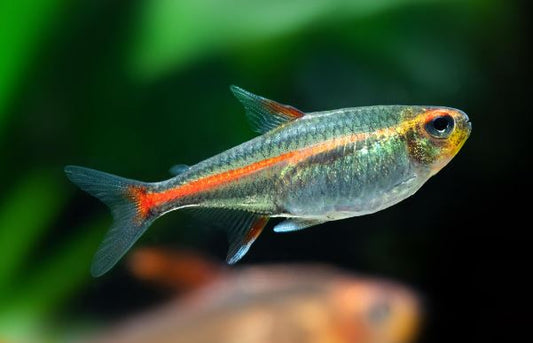 Glowlight Tetra