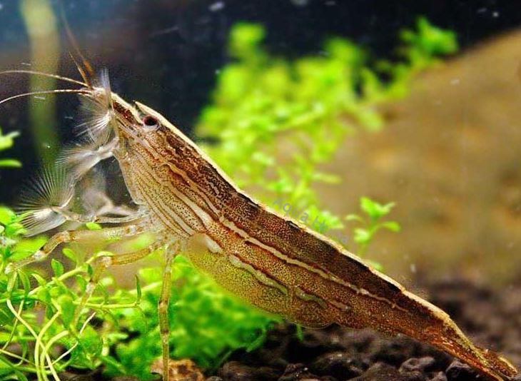 SingaporeBamboo Shrimp