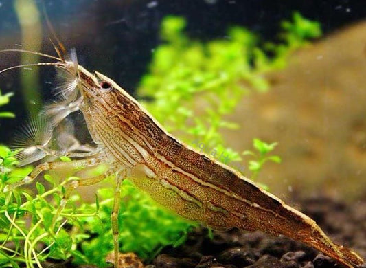 SingaporeBamboo Shrimp