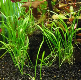 Micro Sword Plant Lilaeopsis brasiliens Live Aquarium Plant