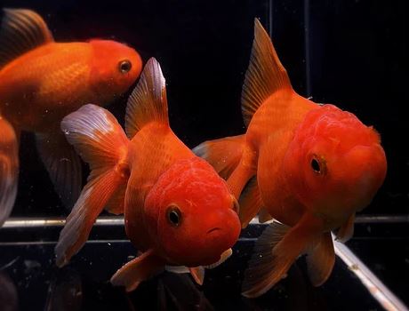Red Oranda Goldfish - 3.75"