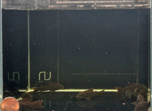 Black Venezuelan Cory
