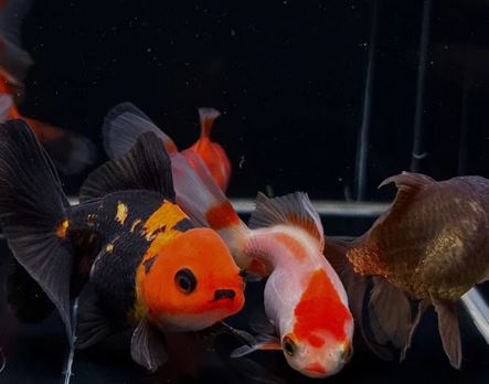Assorted Oranda Goldfish - 2.5 - 3"