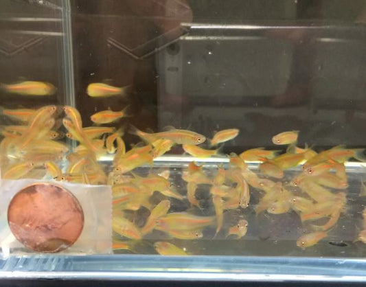 Glolight Danio