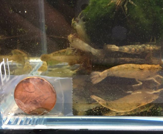 SingaporeBamboo Shrimp