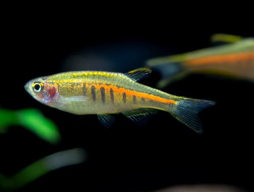 Glolight Danio