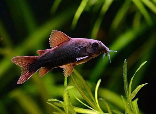 Black Venezuelan Cory