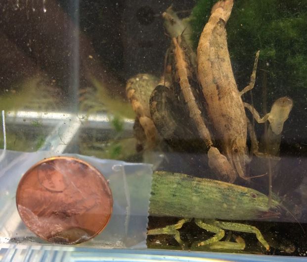SingaporeBamboo Shrimp