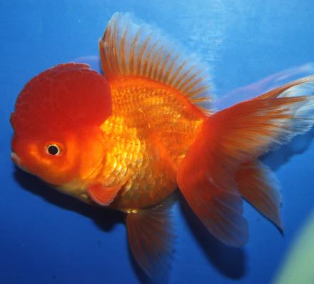 Red Oranda Goldfish - 3.75"