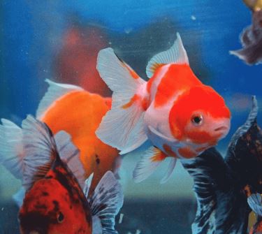 Assorted Oranda Goldfish - 2.5 - 3"