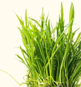 Micro Sword Plant Lilaeopsis brasiliens Live Aquarium Plant