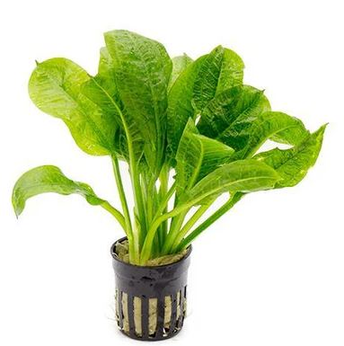 Echinodorus parviflorus Rosette Sword Plant Live Aquarium Plants