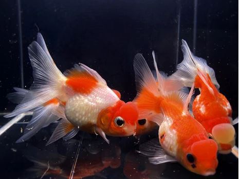 Assorted Pearlscale Oranda Goldfish - 3"