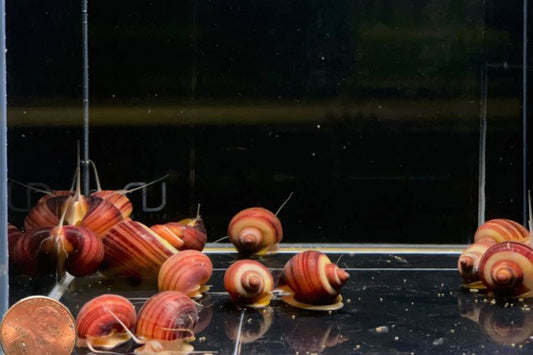 Magenta Mystery Snail