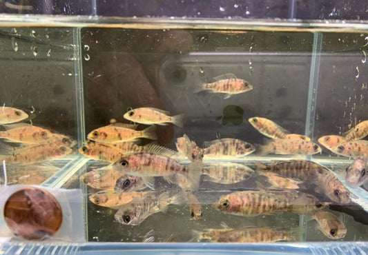 OB Raspberry Peacock