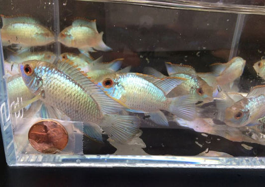 Electric Blue Acara