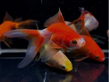 Assorted Ryukin Goldfish - 2-2.5"