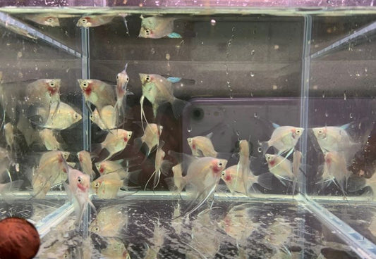Green Giant Angelfish M