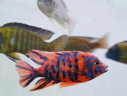 OB Raspberry Peacock