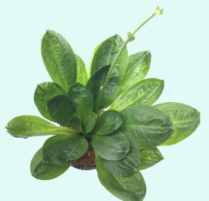 Echinodorus parviflorus Rosette Sword Plant Live Aquarium Plants
